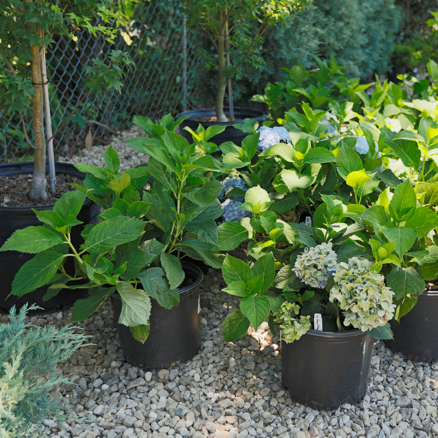 garden center image